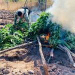 La Marina destruye más de 350 kilos de marihuana en La Cañita, Sinaloa